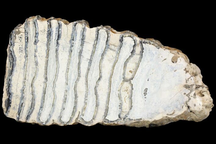 Polished Mammoth Molar Section - South Carolina #125540